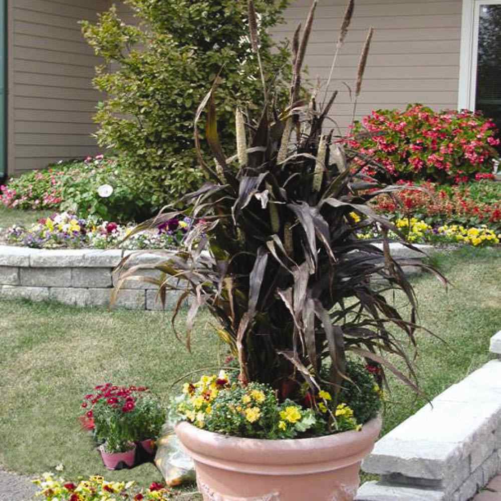 Pennisetum Purple Millet