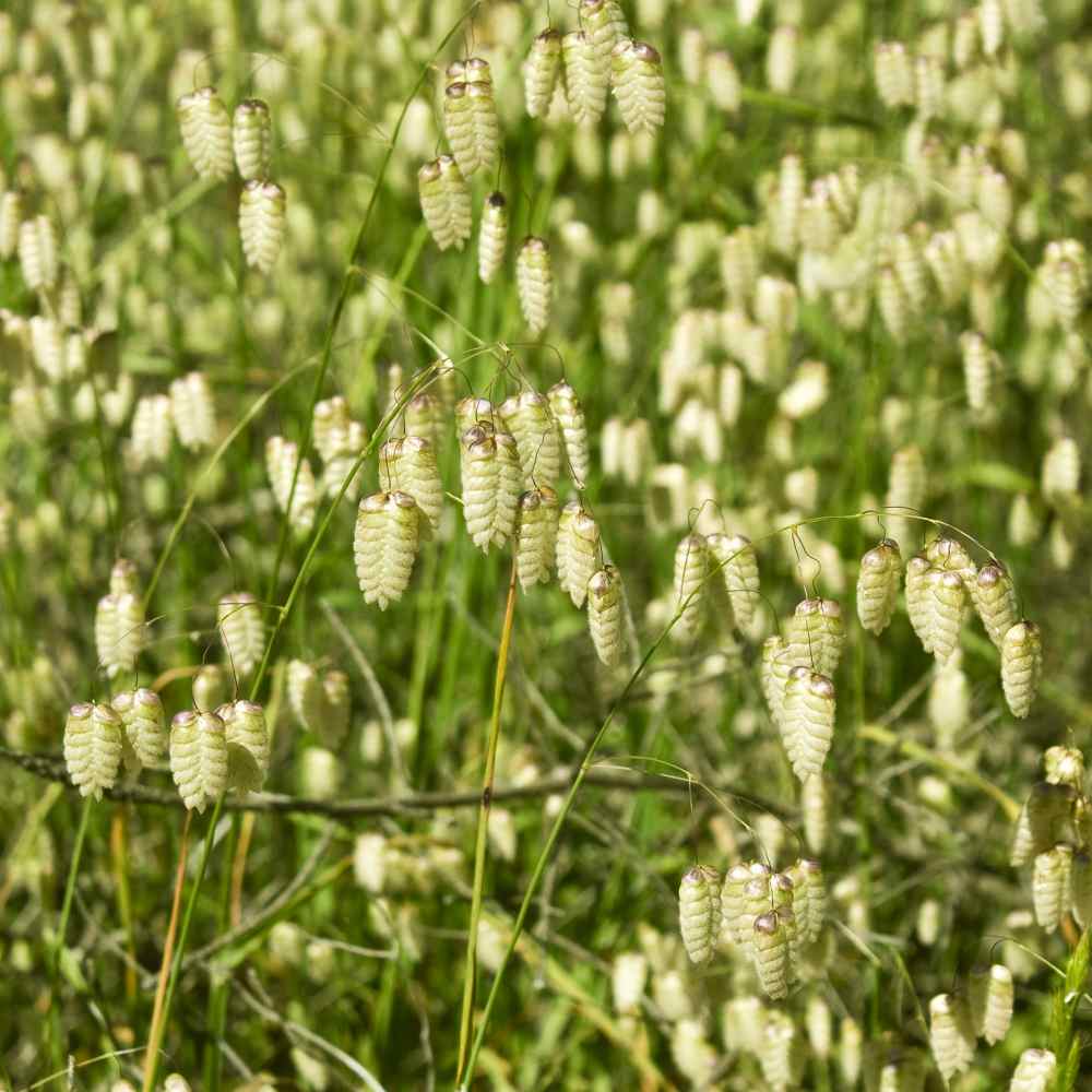 Quaking Grass Briza Maxima