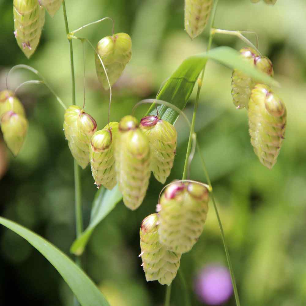 Briza Maxima Ornamental Grass