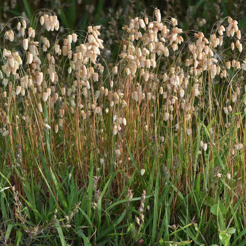 Rattlesnake Master Grass