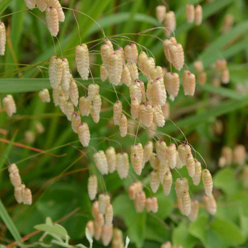Quaking Grass Plants