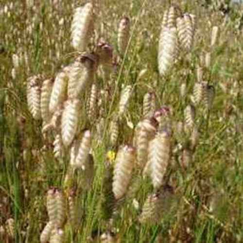 Quaking Grass Seed Heads