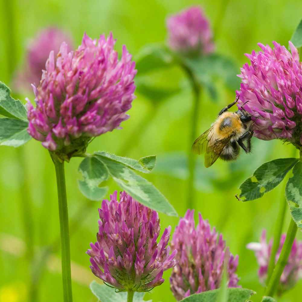 Red Clover Field