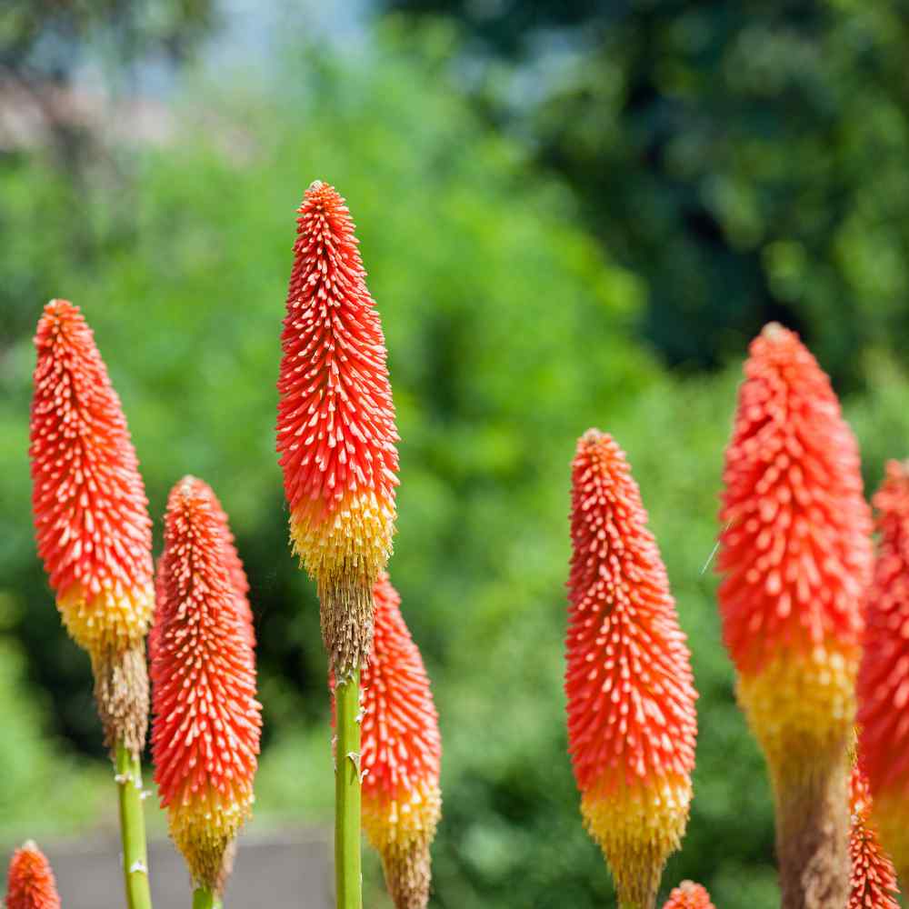 Kniphofia Uvaria Flowers