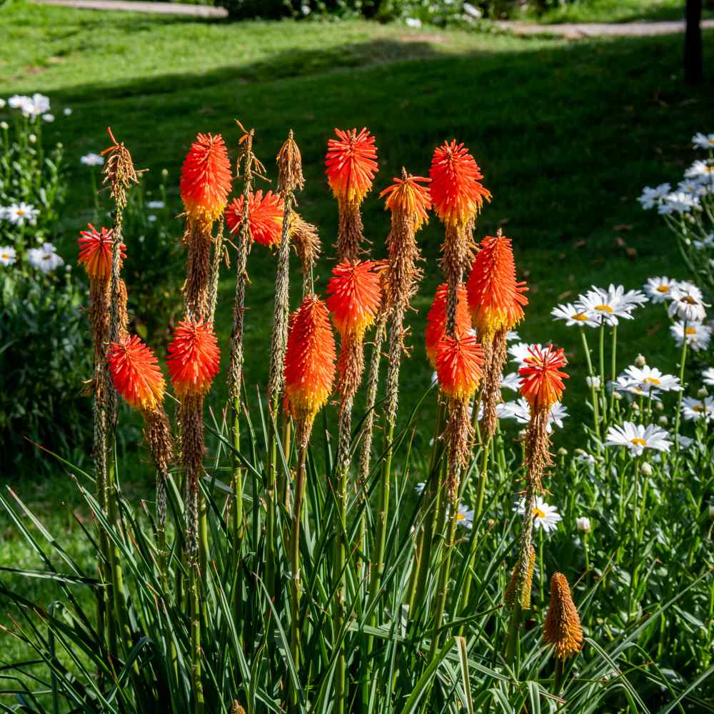 Kniphofia Uvaria