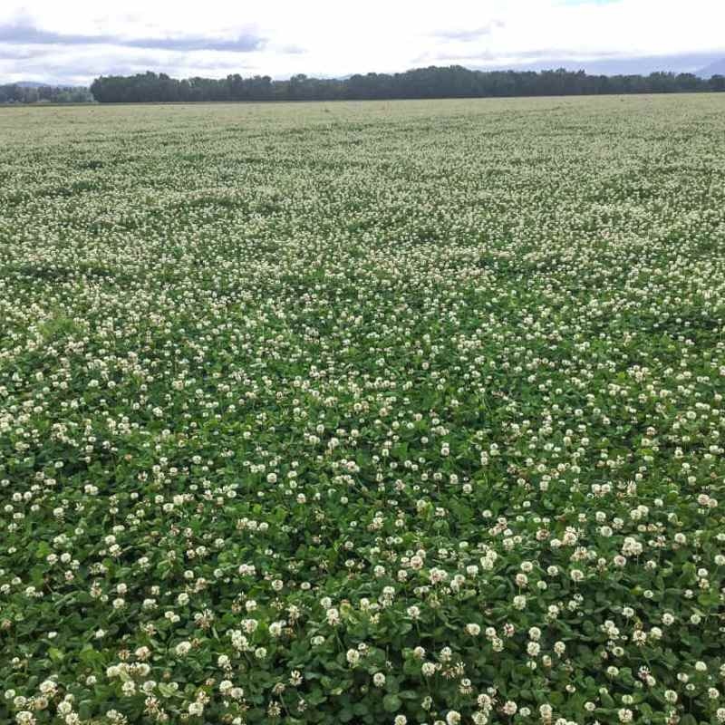 Renovation Forage White Clover