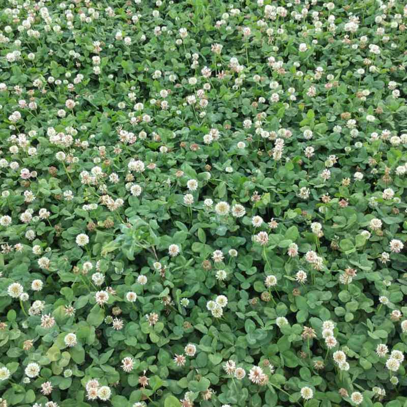 Renovation White Clover Deer Foot Plot