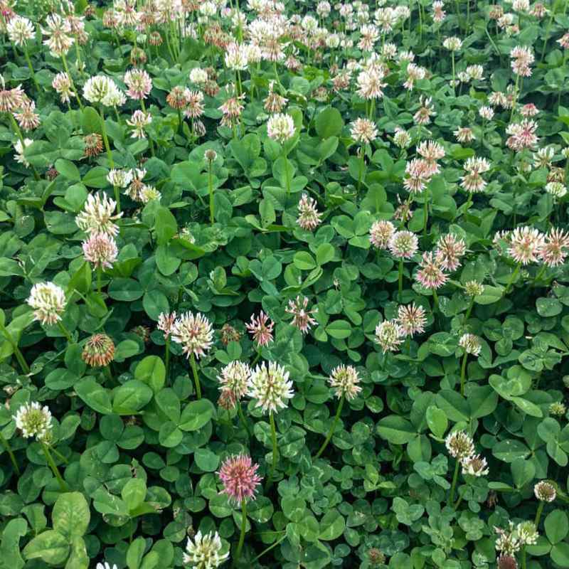 Pasture Renovation White Clover