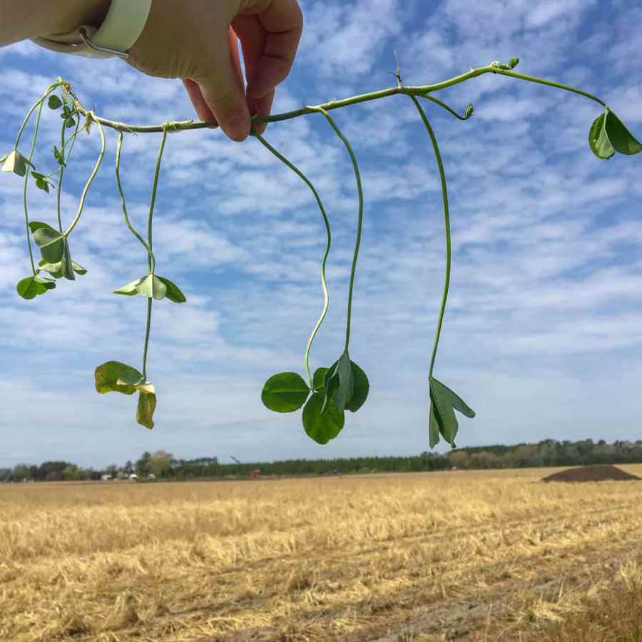 Wildlife Renovation White Clover