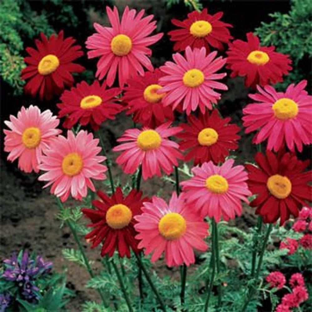 Pyrethrum Robinson's Flower Mix