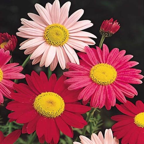 Chrysanthemum Tanacetum Robinson's Flower Mix