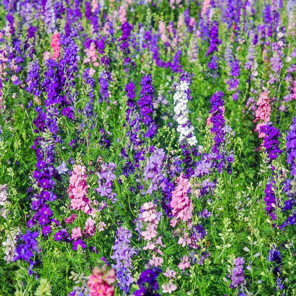 Rocket Larkspur Wild Flower Seed