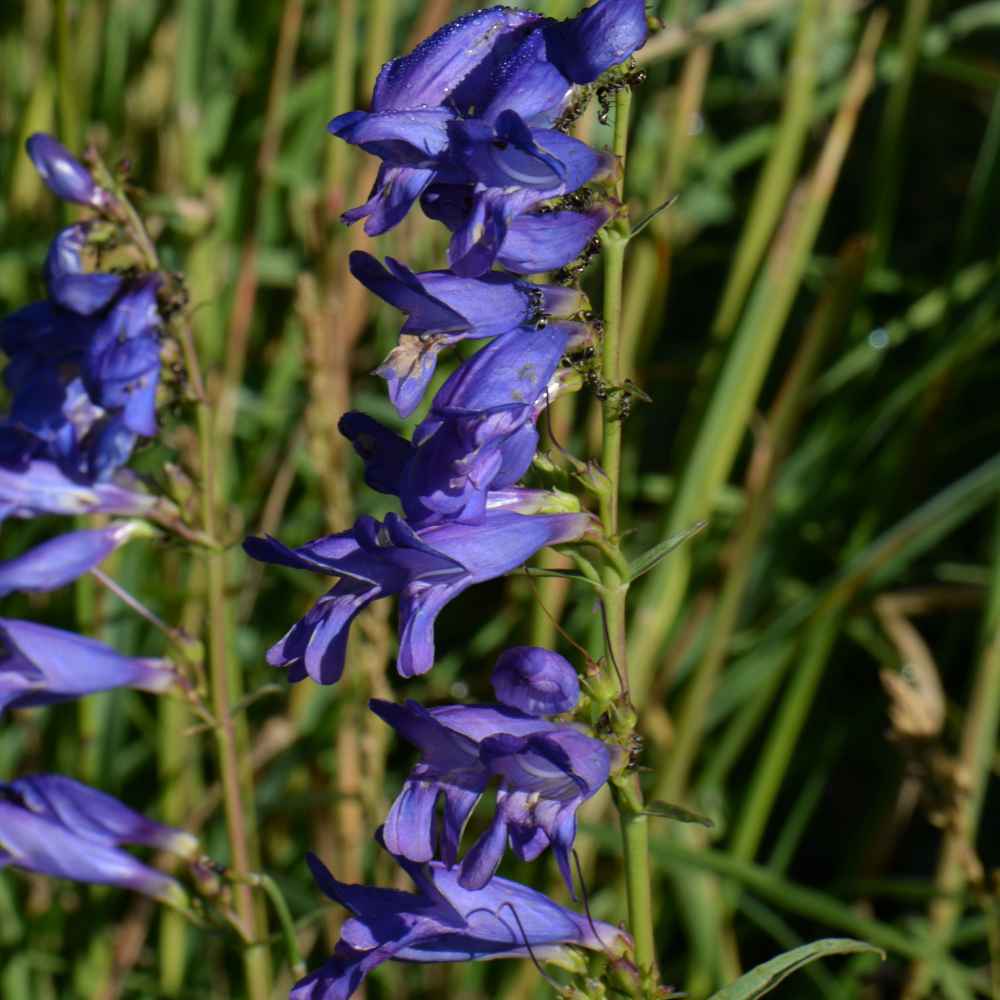 Rocky Mt. Penstemon Wildflowers
