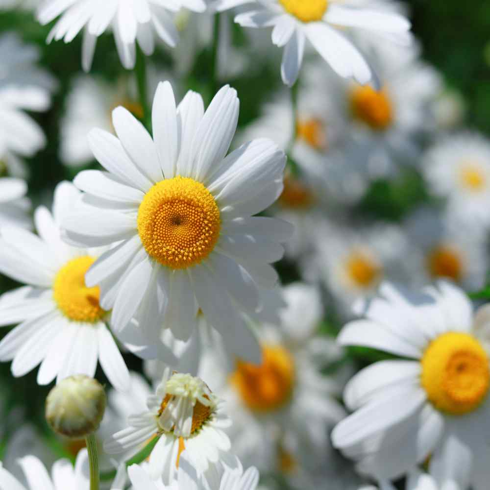 Roman Chamomile Herb Seed