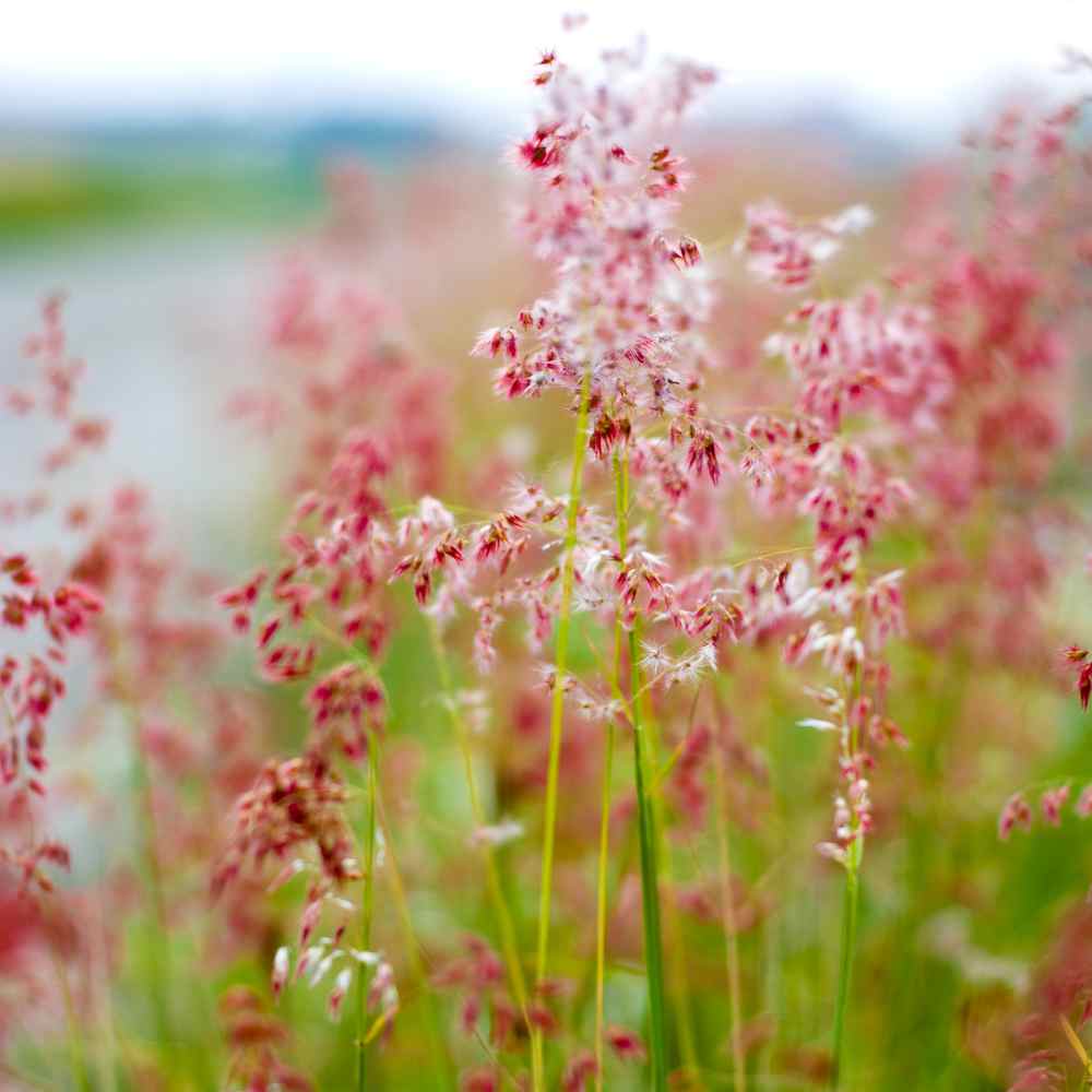 Ruby Grass Ornamental Grass Panicles