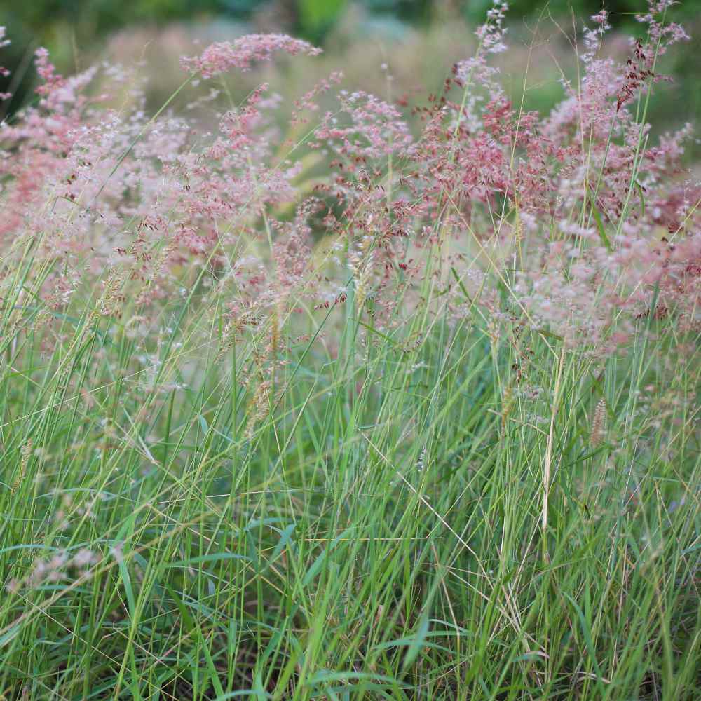 Ruby Grass Ornamental Grasses