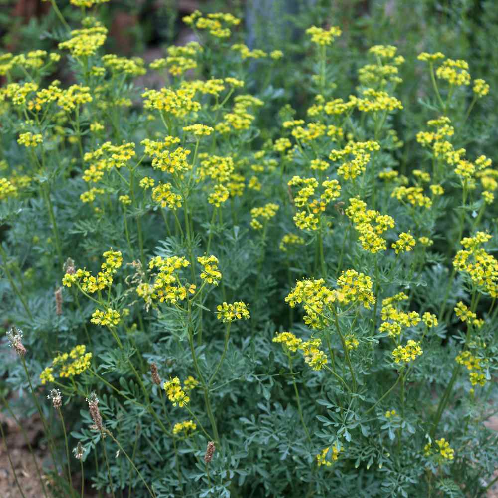 Rue Herb