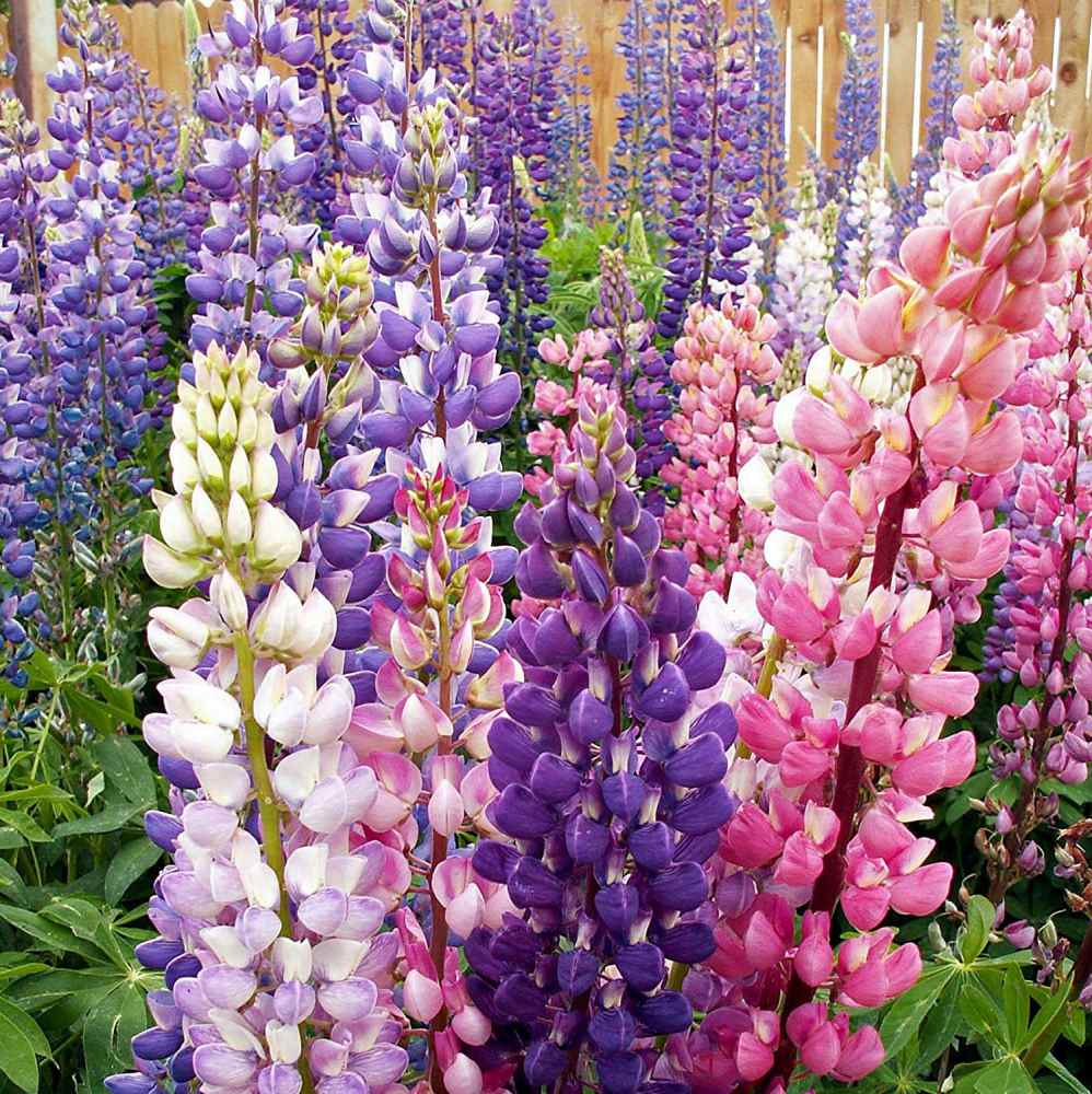 Russells Lupine Flowers