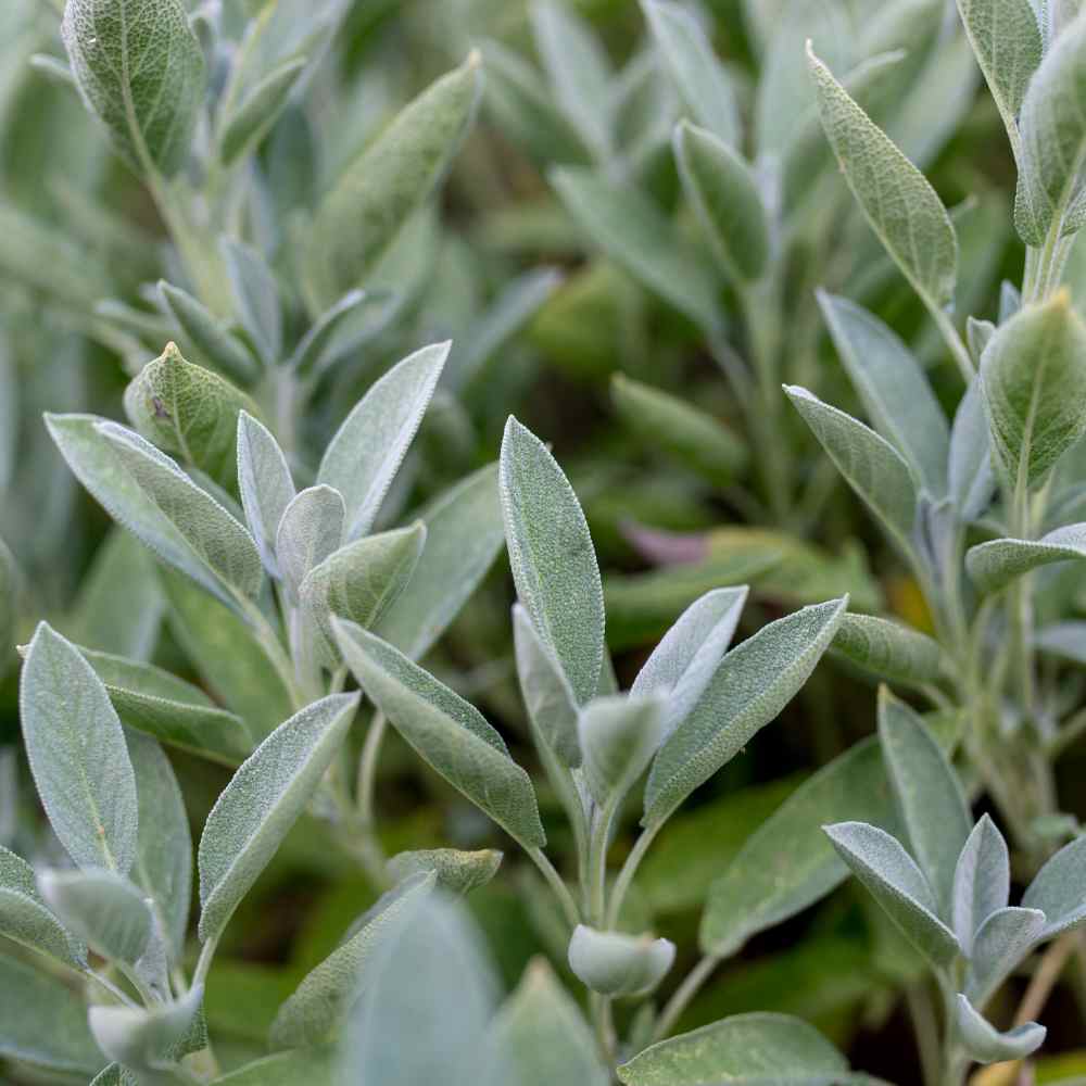 Sage Herb Flowers