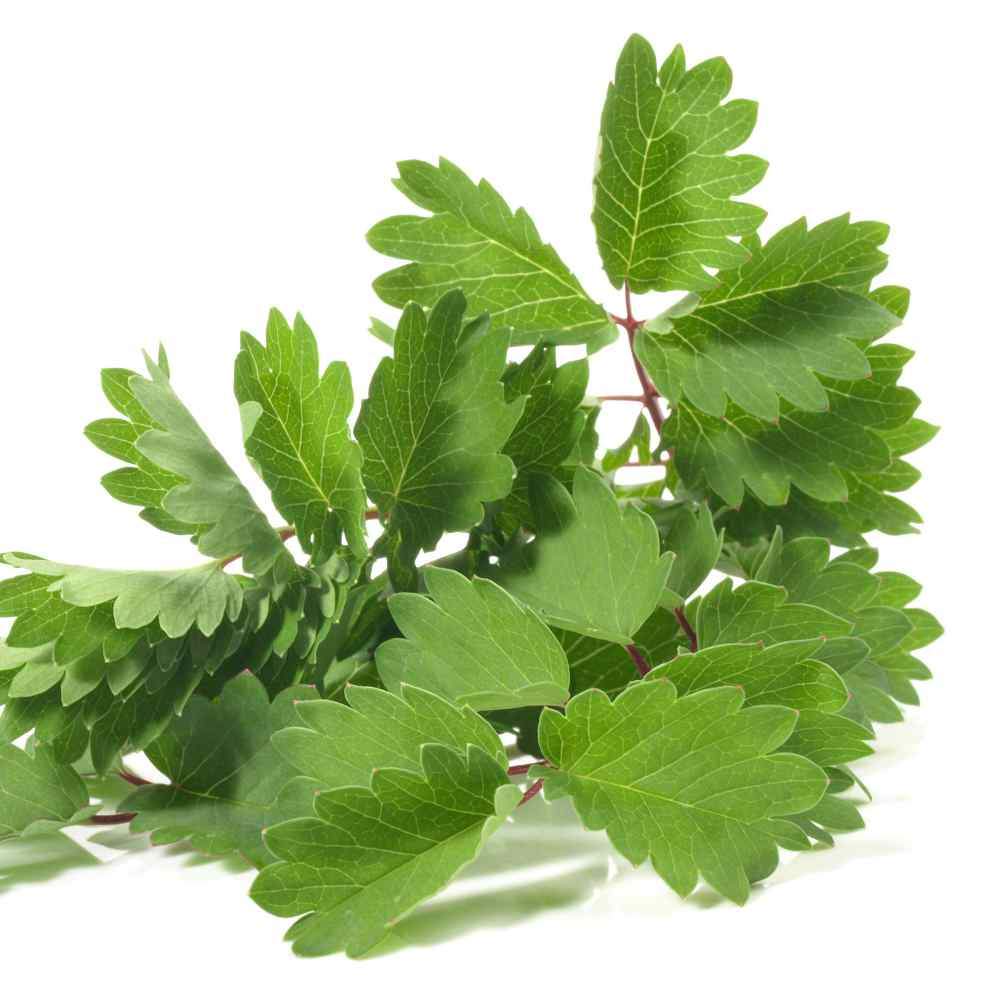 Burnet Salad Plants
