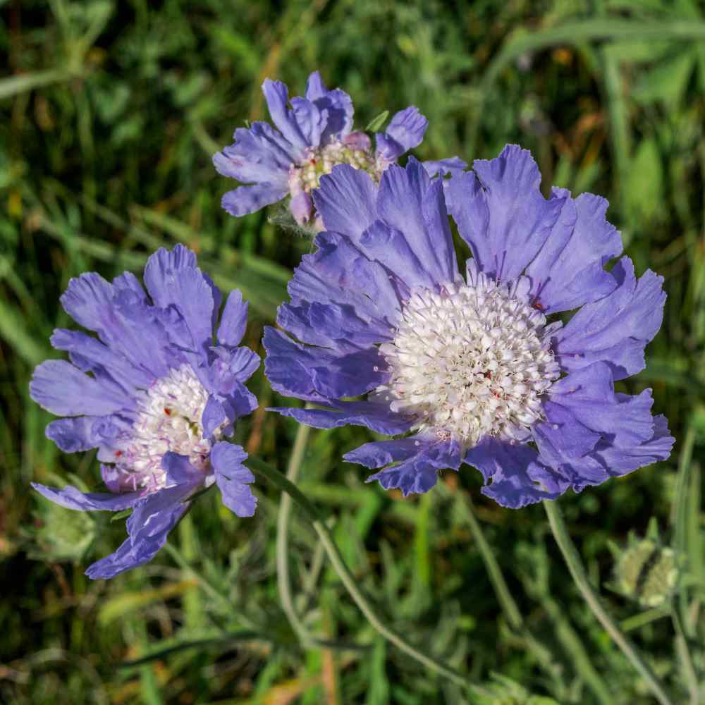 Scabiosa Blue Plants