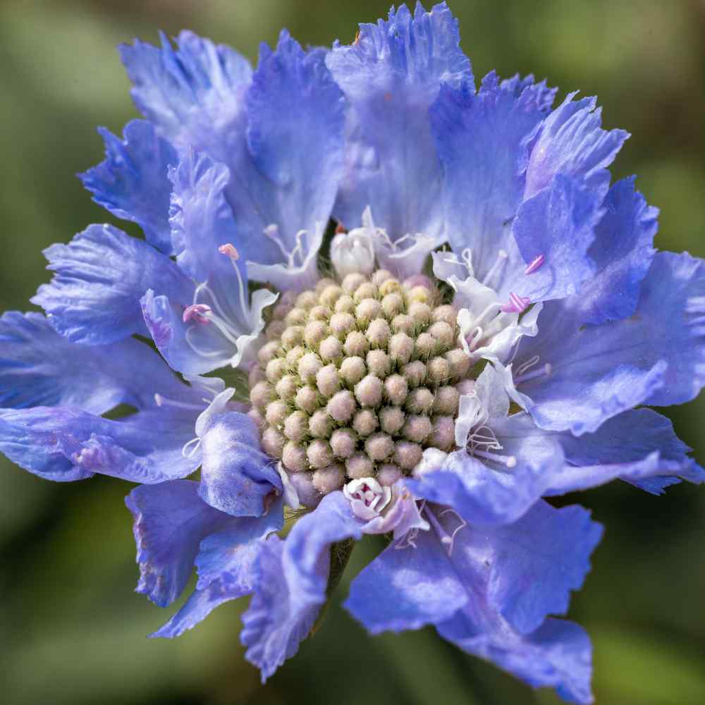 Bee On Scabiosa Blue Flowers