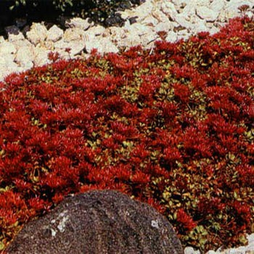 Sedum Groundcover Seed