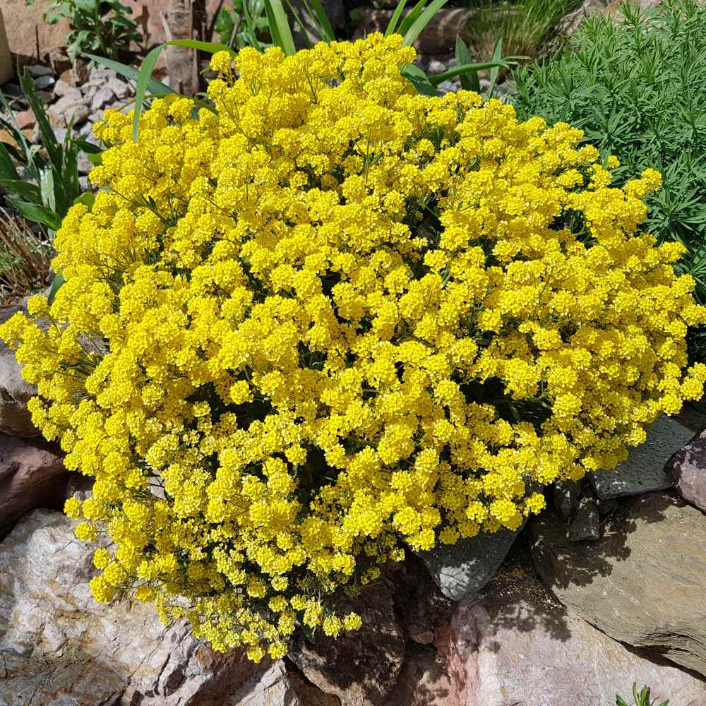 Sedum Acre Plants