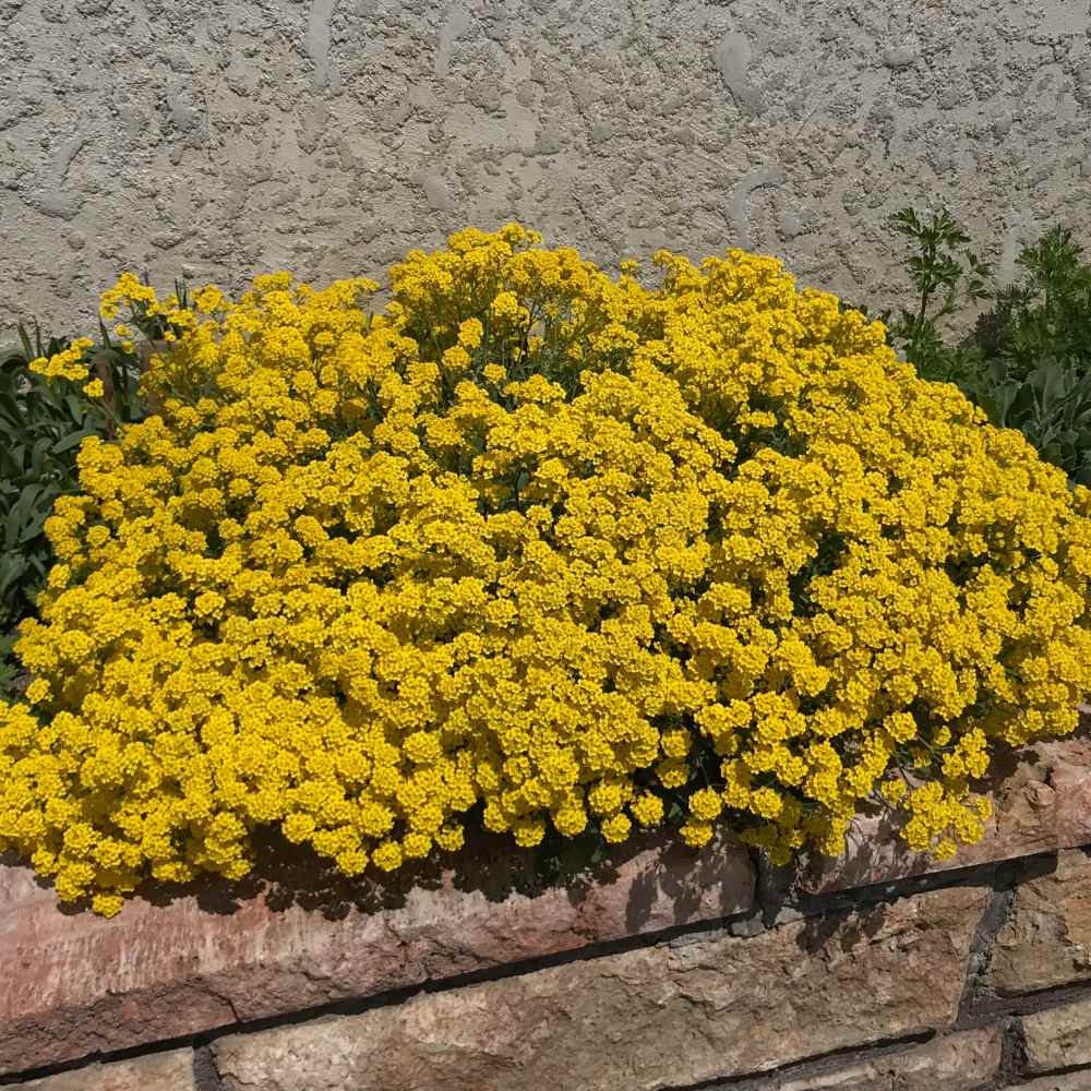 Sedum Acre Groundcover Seed