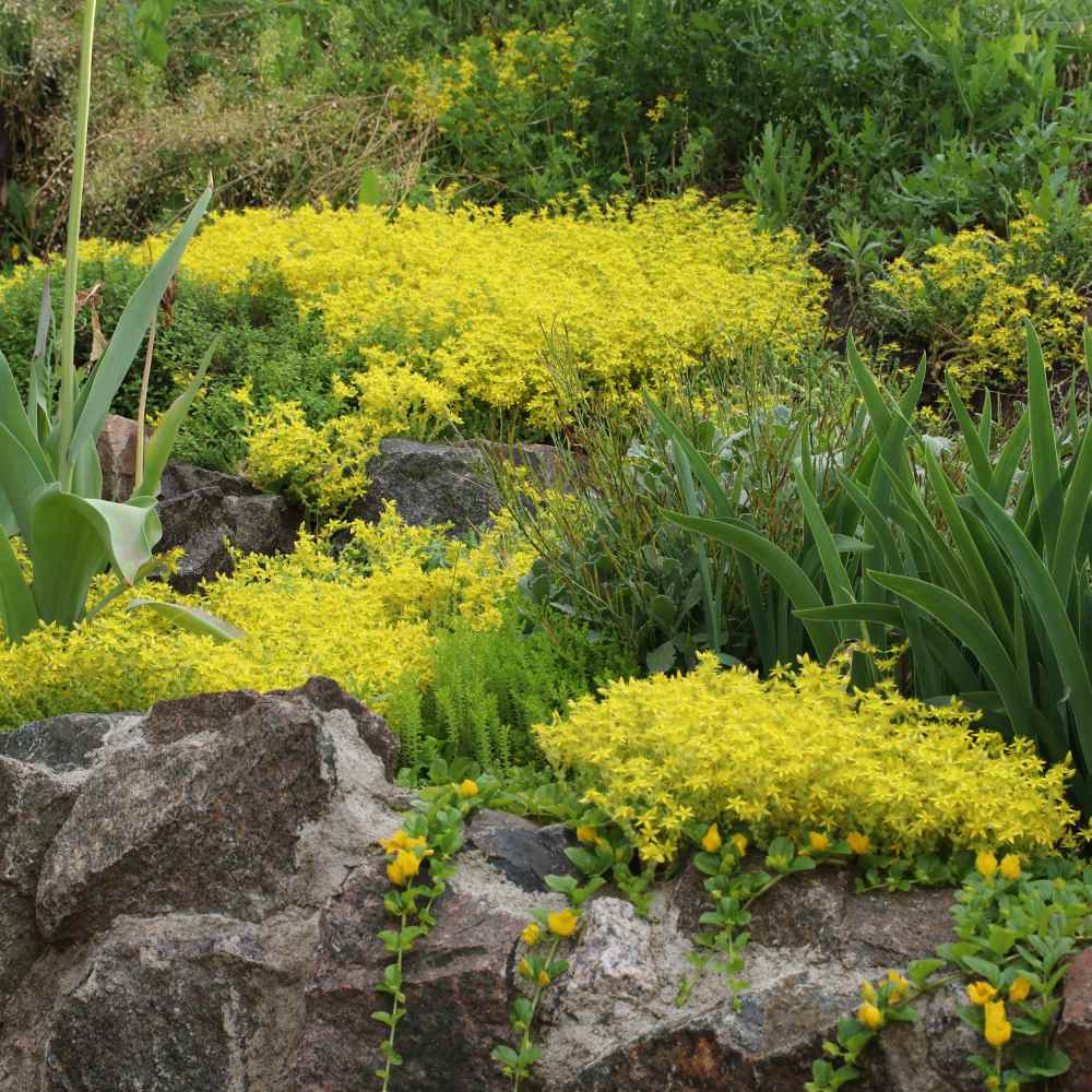 Sedum Acre Groundcover