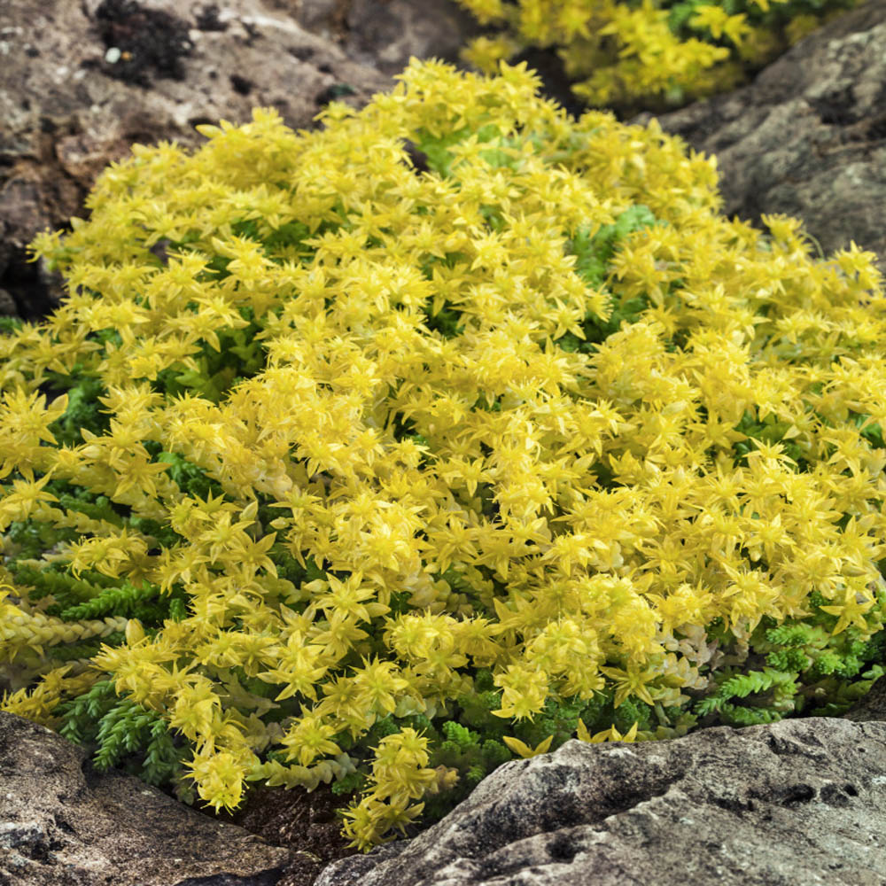Sedum Acre Container Plant