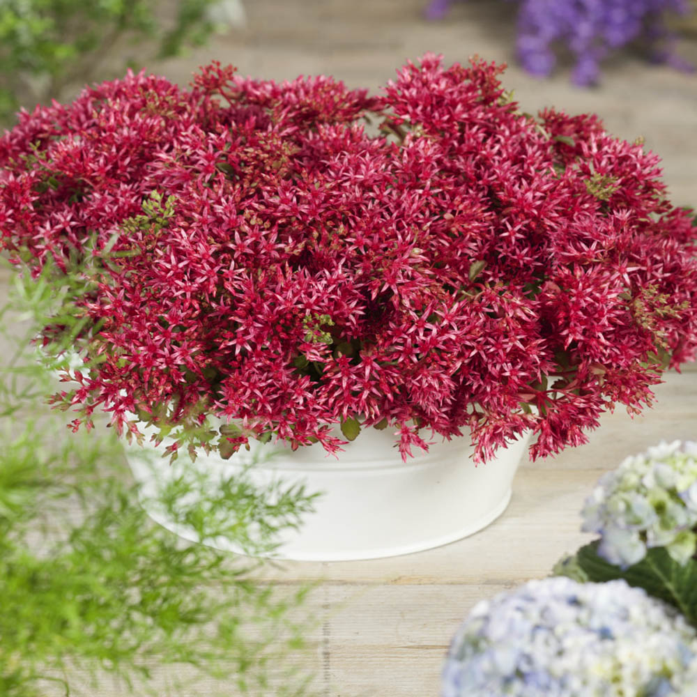 Red Sedum Ground Cover Seed