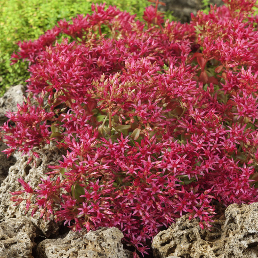 Stonecrop Dragon's Blood