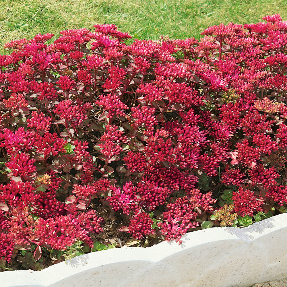 Sedum Spurium Coccineumd