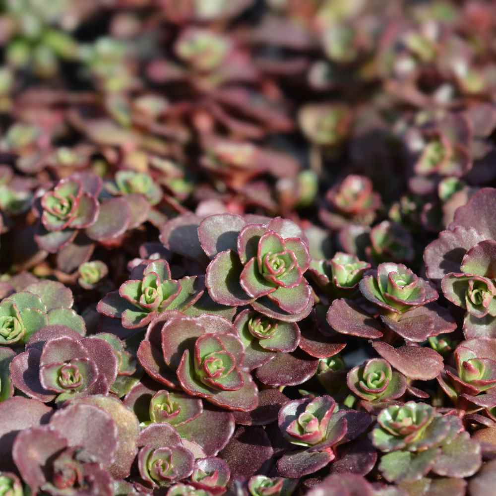 Sedum Dragon's Blood
