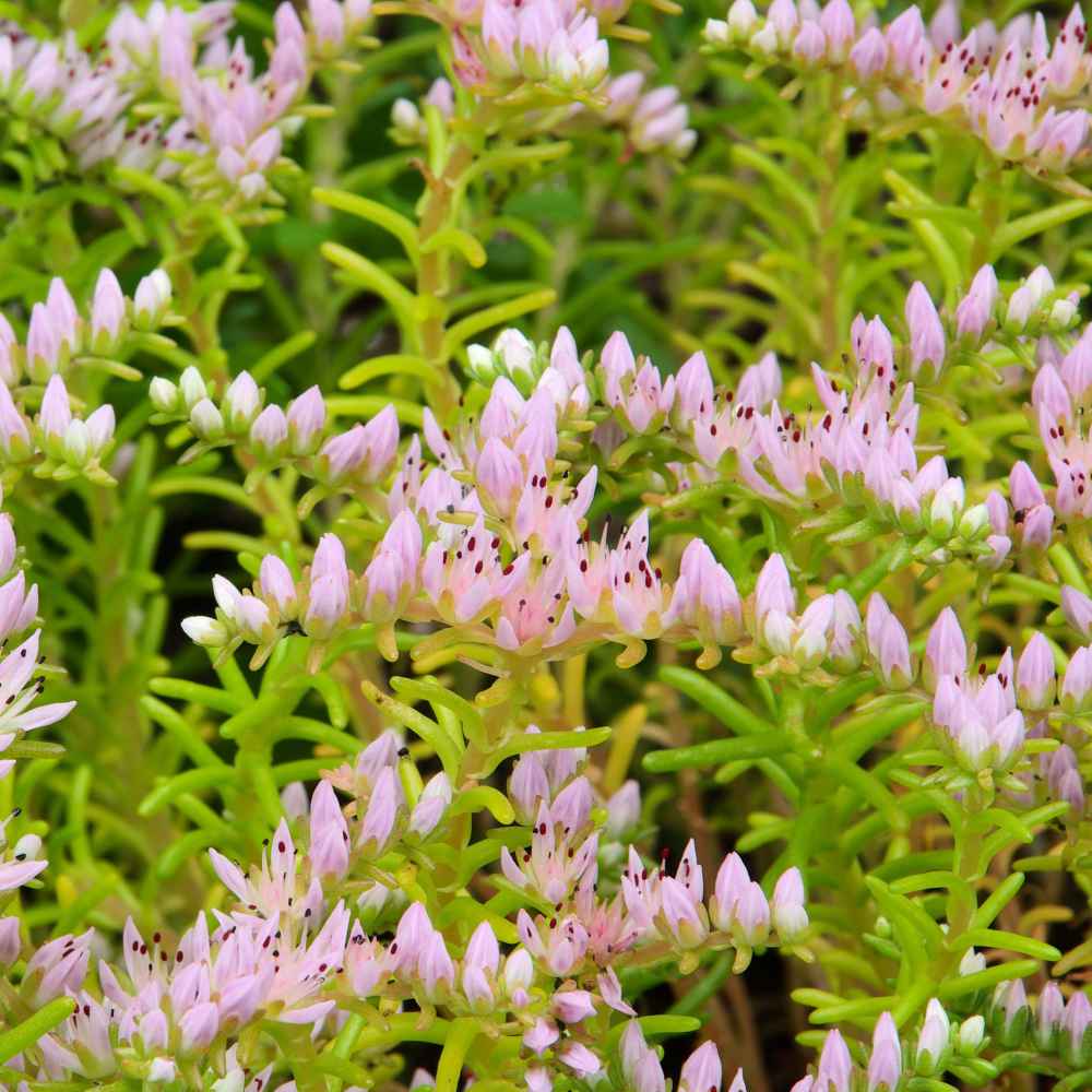 Sedum Seastar Groundcover Seed
