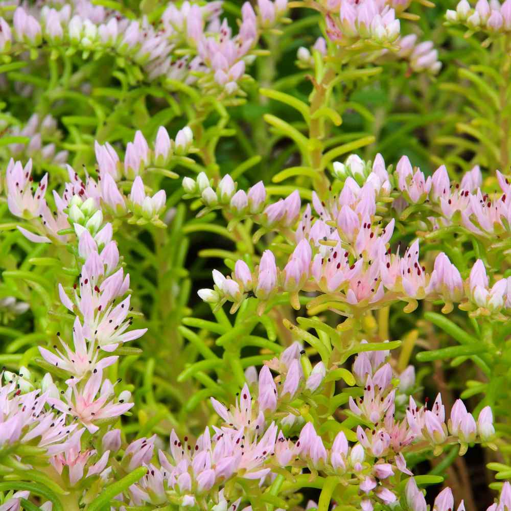 Perennial Sedum Seastar Ground Cover