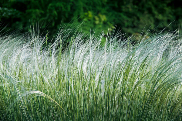 Ornamental Grass Seed