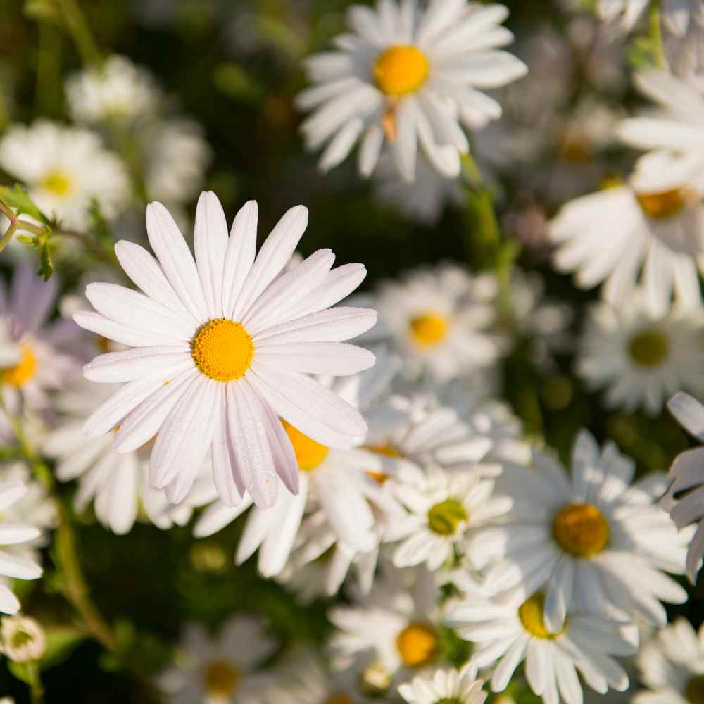 Chrysanthemum Maximum Shasta Daisy