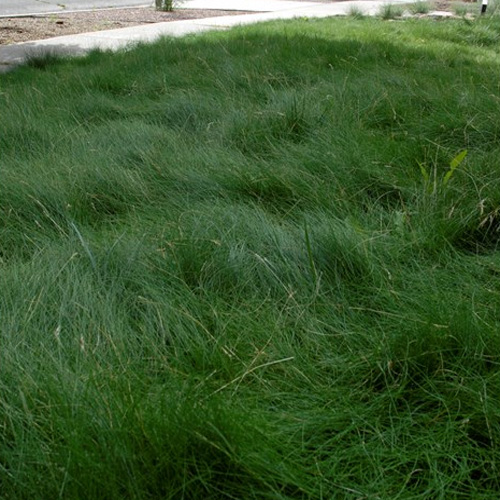 Sheep's Fescue Lawn Grass