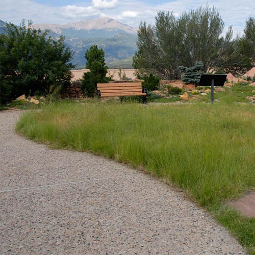 Short Native Grasses