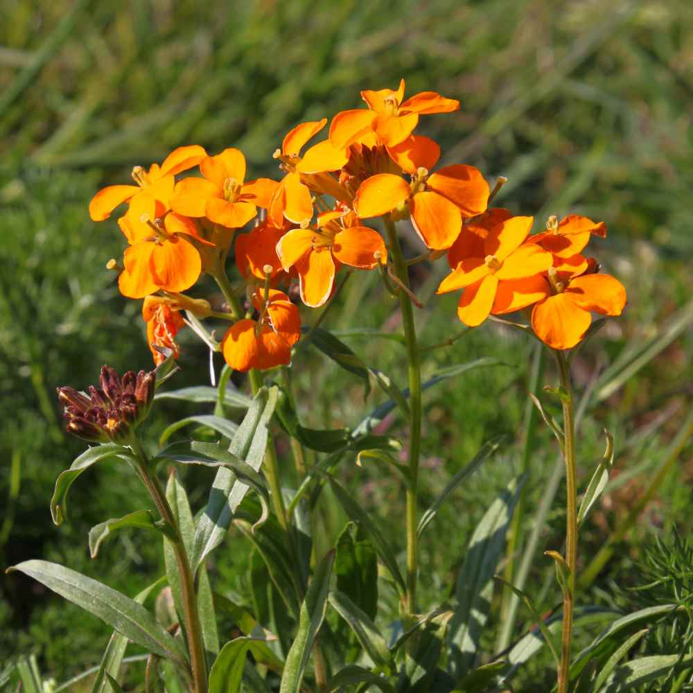 Siberian Wallflower Wildflower Seed