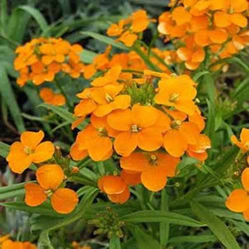Cheiranthus Allionii Flowers