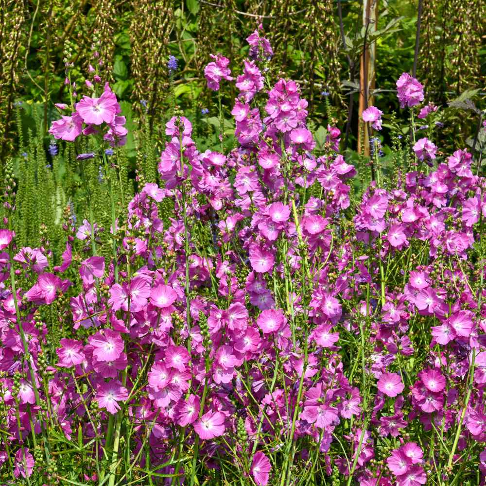 False Mallow Plants