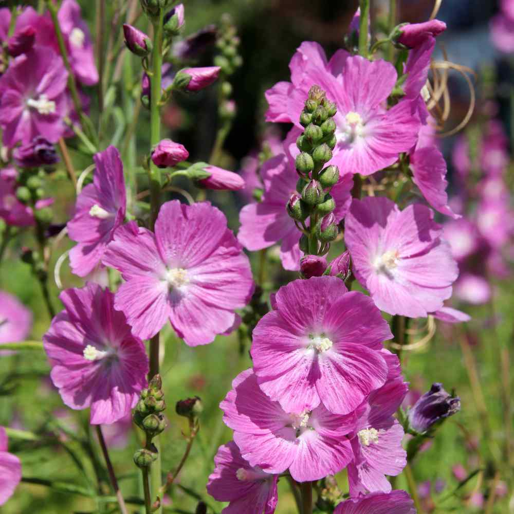 False Mallow Flowers