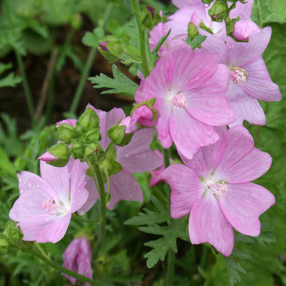 Sidalcea Malviflora Hem's Hybrids