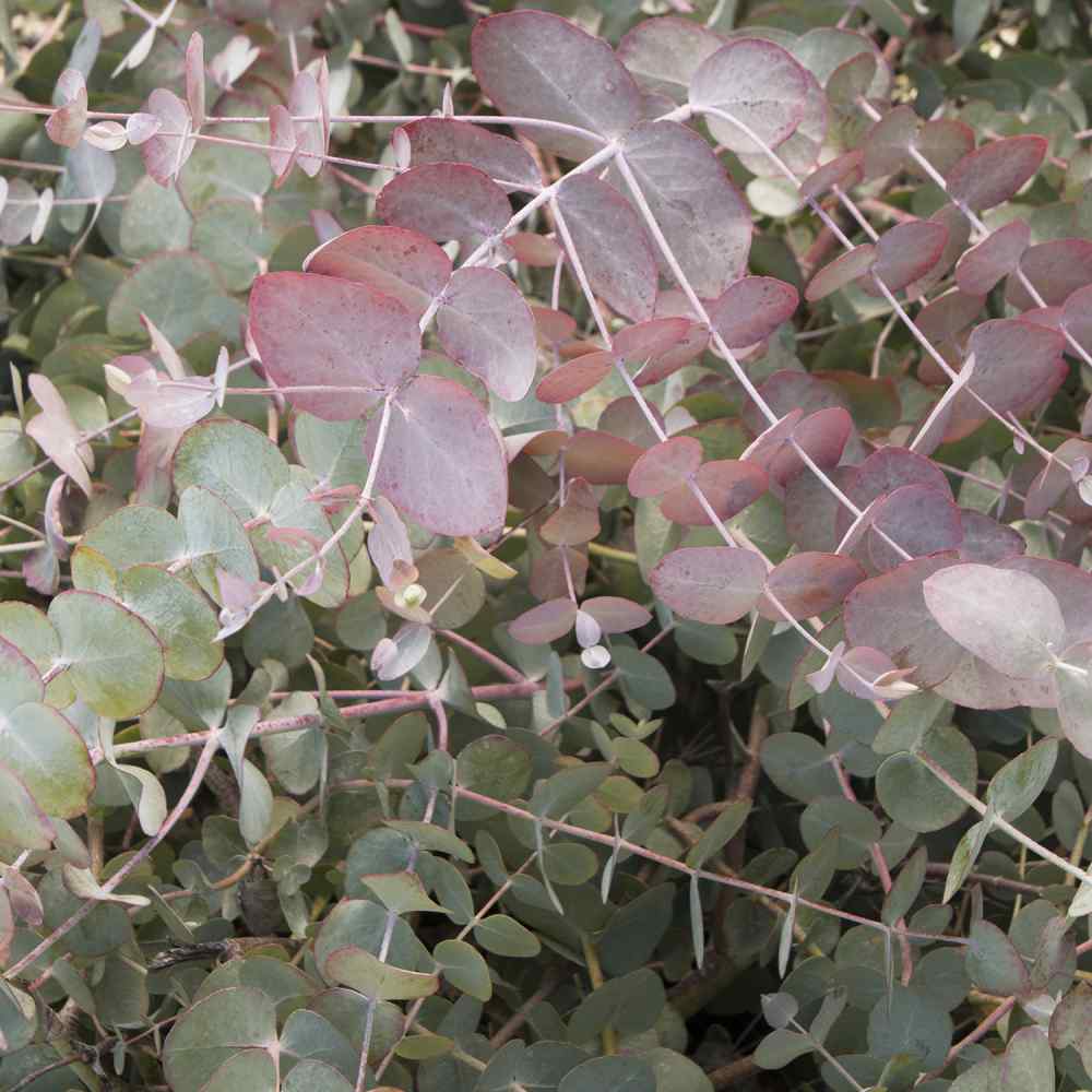 Eucalyptus Silver Dollar Tree Monrovia