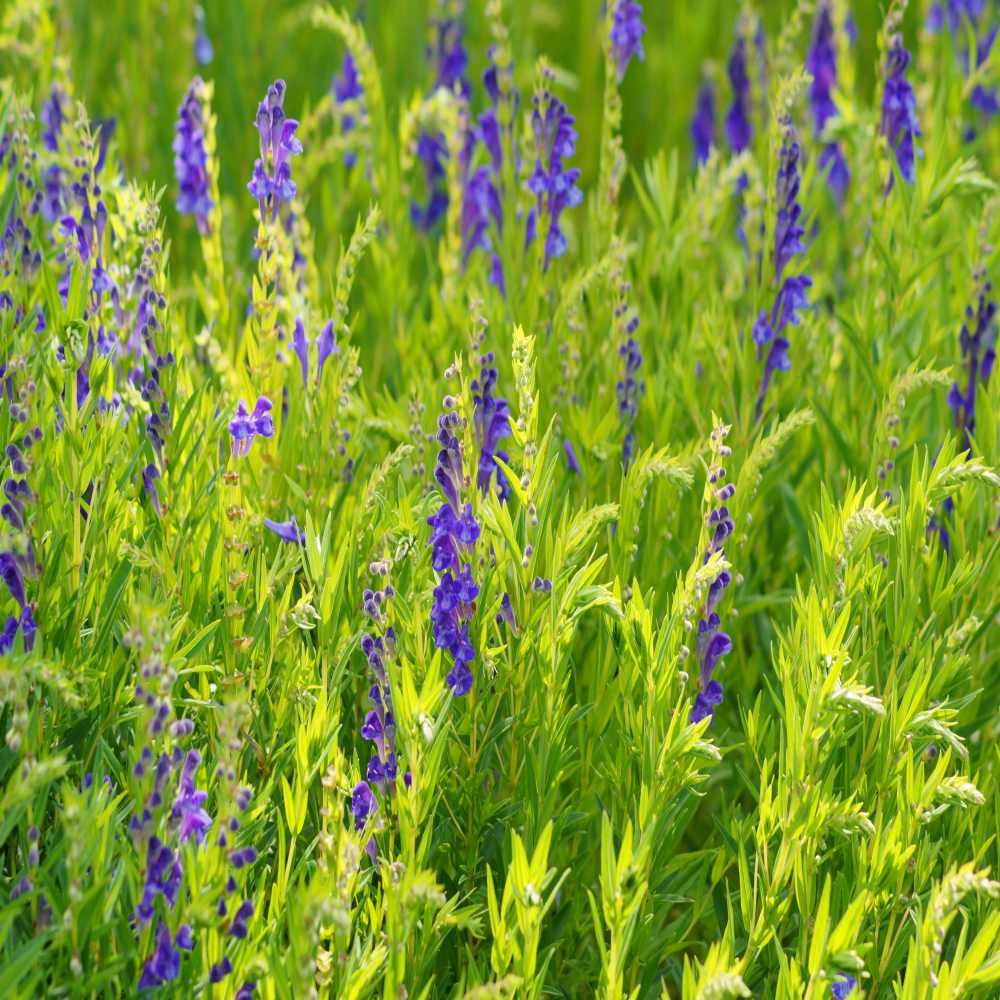 Perennial Baikal Skullcap Flowers