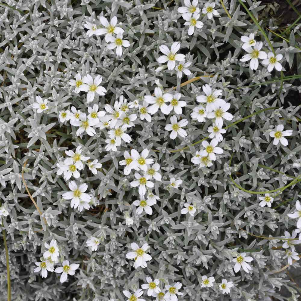 Snow In Summer