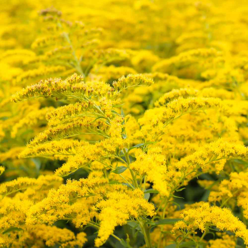 Solidago Seed
